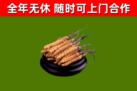 新都回收散虫草