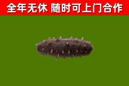 新都回收海参干